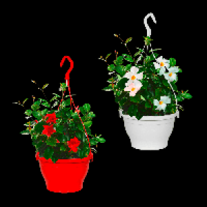 GARDENLINE Dipladenia-Ampel 8.99 €