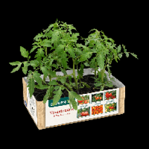 GARDENLINE Tomatenmix 3.69 €