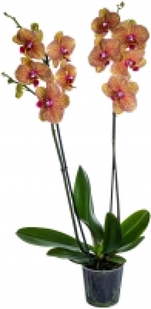 Kaufland  Orchidee