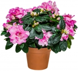 Kaufland  Rhododendron