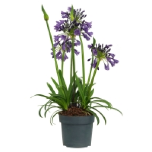 GARDENLINE Agapanthus