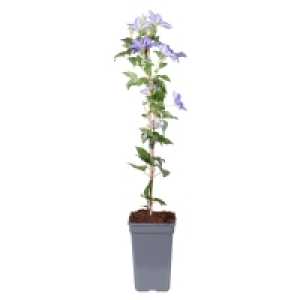 GARDENLINE Kletterpflanze 7.99 €