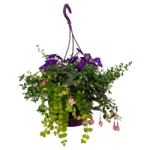 GARDENLINE Premium-Ampelpflanze