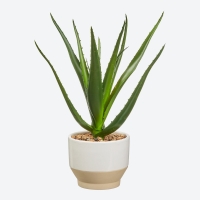 NKD  Kunstpflanze Aloe Vera, ca. 25x25x28cm