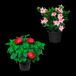 Aldi Nord Gardenline GARDENLINE Hibiskus / Dipladenia