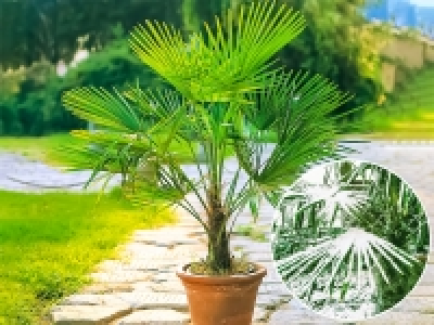 Lidl  Winterharte K&uuml;bel-Palme,1 Pflanze, Trachycarpus fortunei