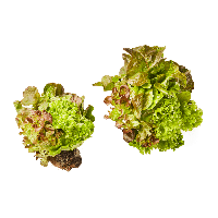 Aldi Nord  Salat mit Wurzelballen