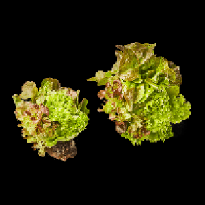 Aldi Nord  Salat mit Wurzelballen