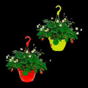 Aldi Nord Gardenline GARDENLINE Erdbeerampel