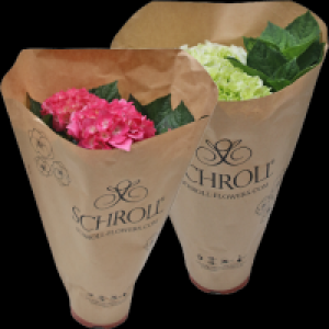 Gartenhortensie 3.33 €