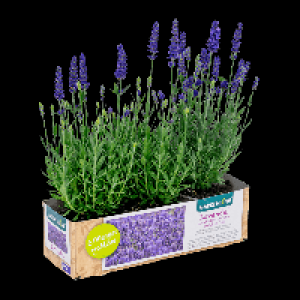 GARDENLINE Lavendel 2.99 €