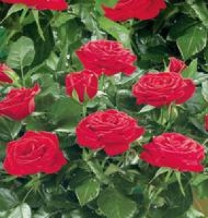 Topfrose 2.99&nbsp;&euro;