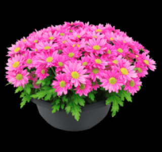 Chrysantheme