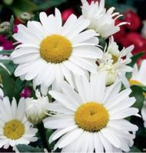 Stauden 5.49 €