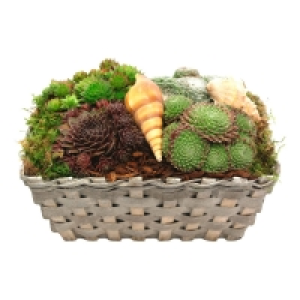 GARDENLINE Sommer-Arrangement 6.49&nbsp;&euro;