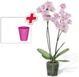 Schmetterlings- Orchidee 7.99 €