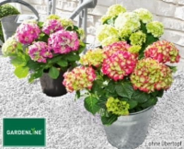 GARDENLINE®Gartenhortensie