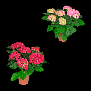 GARDENLINE Hortensie 5.99 €