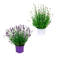 Aldi Nord Gardenline GARDENLINE Lavendel (Lavandula angustifolia)