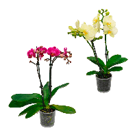 Aldi Nord Gardenline GARDENLINE Phalaenopsis