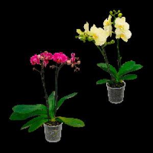 Aldi Nord Gardenline GARDENLINE Phalaenopsis