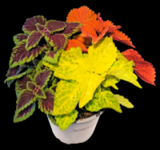 Buntnessel 2.49 €