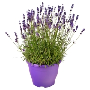 GARDENLINE Lavendel 3.99 €