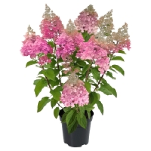 GARDENLINE Rispenhortensie