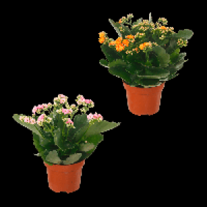 GARDENLINE Kalanchoe 1.99 €