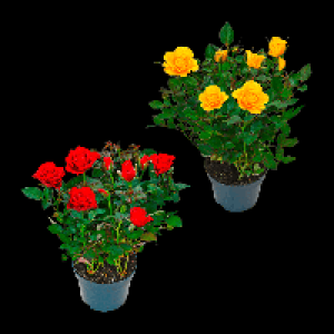 Aldi Nord Gardenline GARDENLINE Topfrose