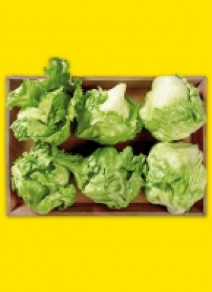 Fil­der­städ­ter Eis­berg­sa­lat 0.79 €