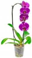 Kaufland  Orchidee