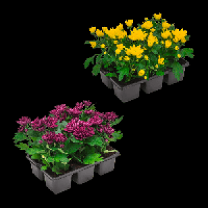 GARDENLINE Chrysanthemen 1.99 €