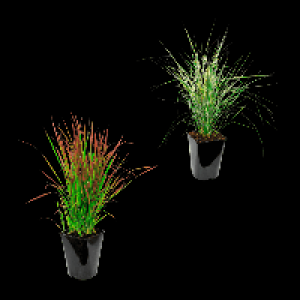 GARDENLINE Winterhartes Ziergras 4.99 €