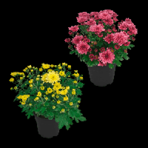 Aldi Nord Gardenline GARDENLINE Chrysanthemen