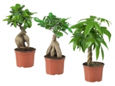 Ficus Ginseng/Pachira