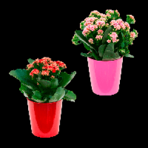 GARDENLINE Kalanchoe 2.99 €