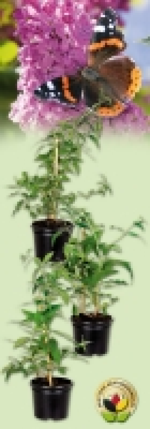 Schmetterlingsflieder 3.99 €