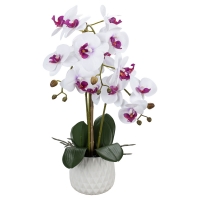 Aldi Süd  CASA DECO Naturgetreue Orchidee im Topf