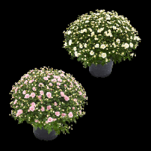 GARDENLINE Chrysanthemen-Busch 3.79 €