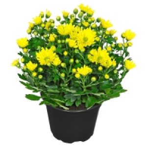 GARDENLINE Chrysanthemen T12