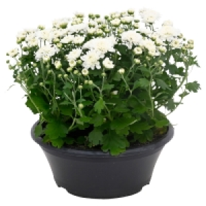 GARDENLINE Chrysanthemenschale, 19 cm