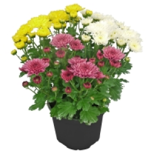 GARDENLINE Chrysanthemen-Trio T13
