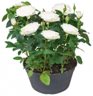 Rose 6.99&nbsp;&euro;