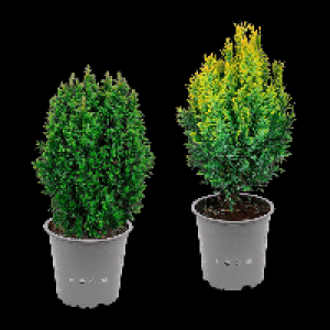 GARDENLINE Konifere 1.99 €