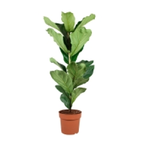 Aldi Süd  GARDENLINE Lifestyle-Grünpflanze