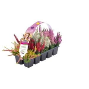 GARDENLINE Calluna, 10er-Tray