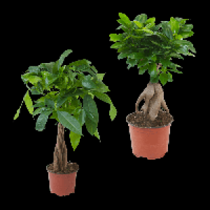 GARDENLINE Ficus Ginseng / Pachira 4.99 €