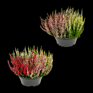GARDENLINE Calluna-Schale 5.99 €