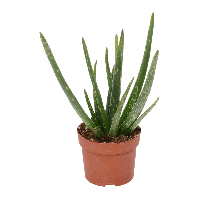 Aldi Nord Gardenline GARDENLINE Aloe vera